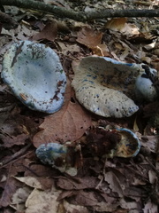 Hypomyces lateritius