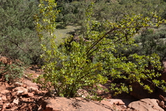 Fraxinus anomala