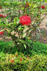Ixora