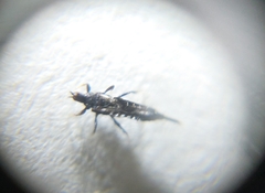 Gynaikothrips