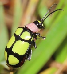 Omophoita octoguttata