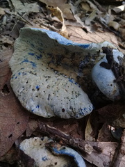 Hypomyces lateritius