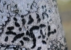 Acarosporaceae