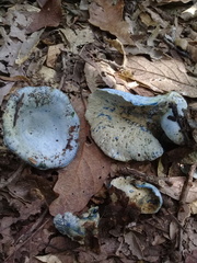 Hypomyces lateritius