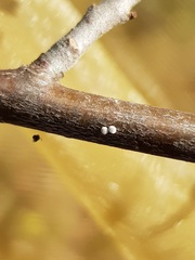 Satyrium spini