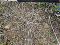 Phyllanthus heterophyllus