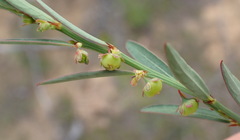 Phyllanthus heterophyllus