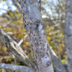 Acarosporaceae