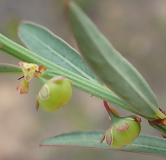Phyllanthus heterophyllus