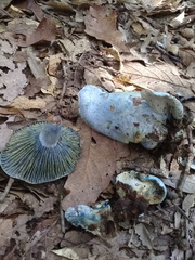 Hypomyces lateritius