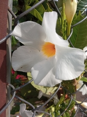 Bougainvillea spectabilis