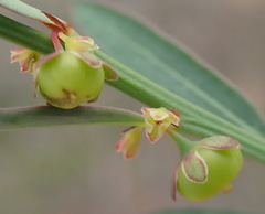 Phyllanthus heterophyllus