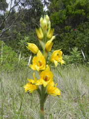 Chloraea gavilu