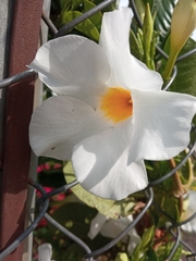 Bougainvillea spectabilis