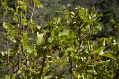 Fraxinus anomala