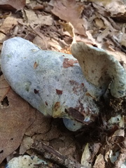 Hypomyces lateritius