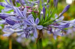 Agapanthus