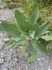 Nicotiana tabacum
