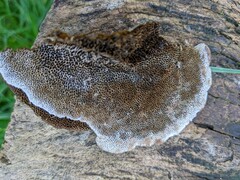 Coriolopsis gallica