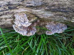 Coriolopsis gallica