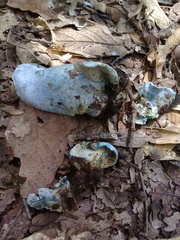 Hypomyces lateritius