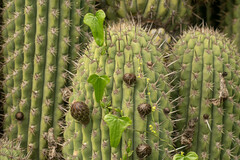 Dioscorea aristolochiifolia
