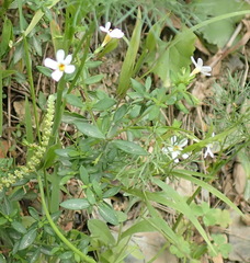 Chaenostoma integrifolium