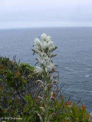Chloraea piquichen