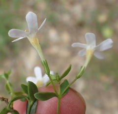 Chaenostoma integrifolium