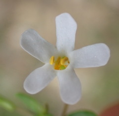Chaenostoma integrifolium