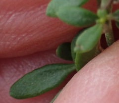 Chaenostoma integrifolium