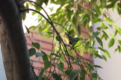 Parus major