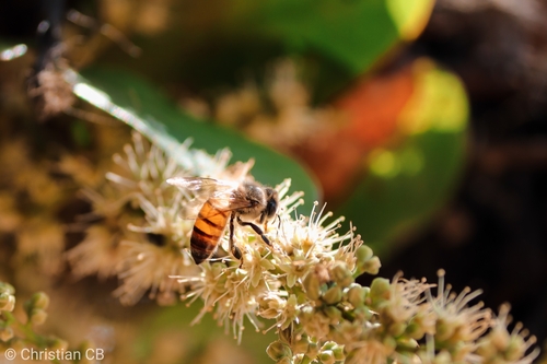Western Honey Bee