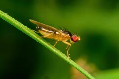Opomyzoidea