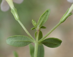 Chaenostoma integrifolium