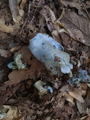 Hypomyces lateritius