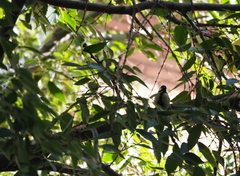 Parus major