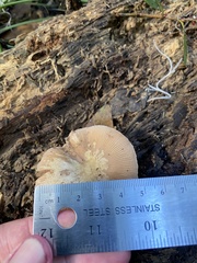 Pluteus seticeps