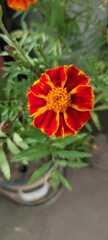 Tagetes patula