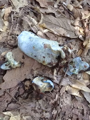 Hypomyces lateritius