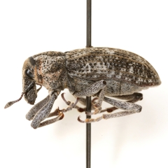 Apleurus lutulentus