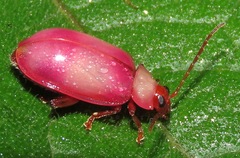 Oedionychina