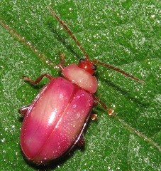 Oedionychina