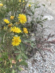 Sonchus oleraceus