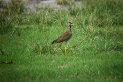 Vanellus senegallus