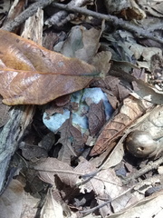 Hypomyces lateritius