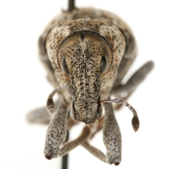 Apleurus lutulentus