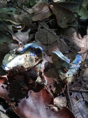 Hypomyces lateritius