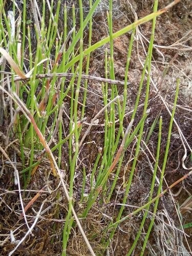 Andean Horsetail