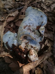 Hypomyces lateritius